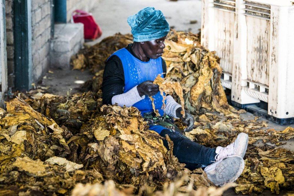 The farmers British American Tobacco left behind