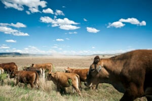 Cattle Farming02