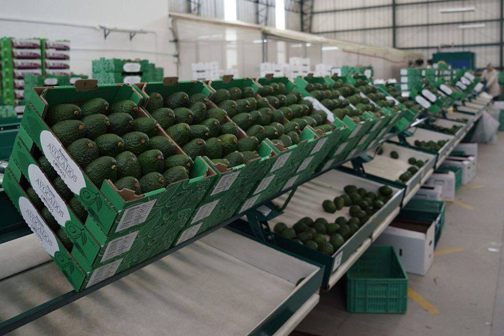 South Africa’s avocado export agreement with Japan could boost economy