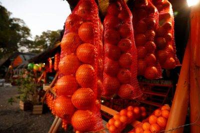 Bags of oranges in a market