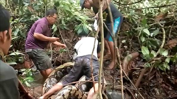 Woman swallowed whole by python in Indonesia