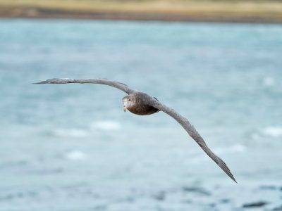 Southern Giant Petrel (macronectes Giganteus). In Flight Over Coast Of The Falkland Islands. South America. Falkland Islands. January.