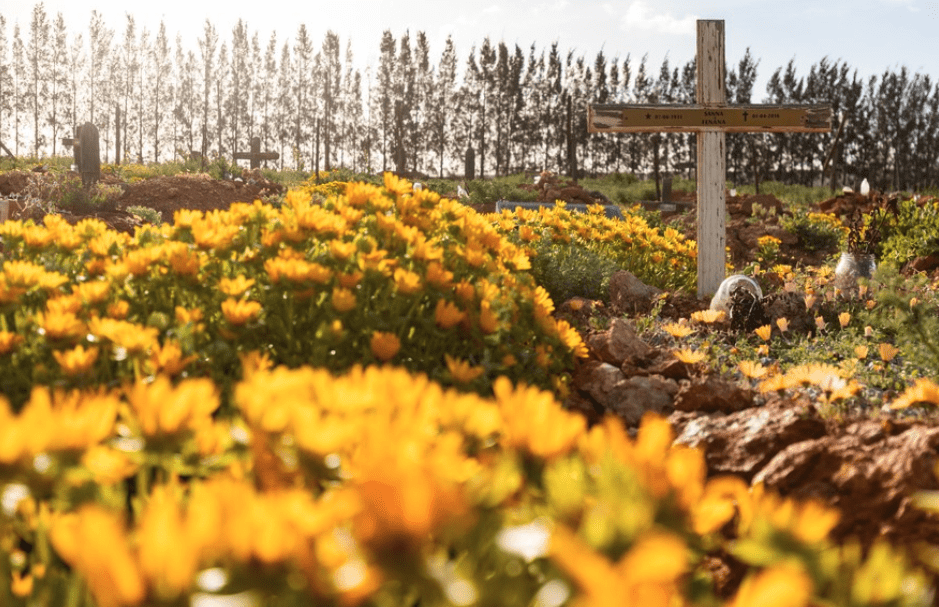 LOOK: Namaqualand is a blooming beauty